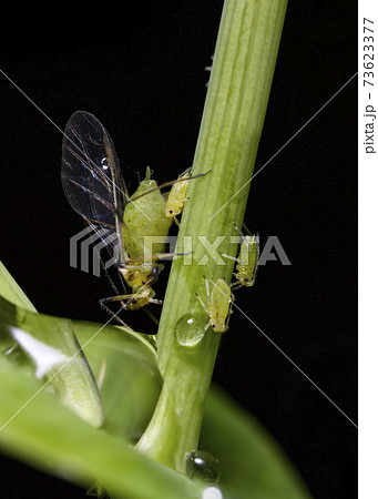 Aphid and its young offspring drink water from a dewdrop on a grass trunk 73623377