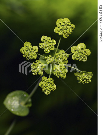 Small green flowers of the forest are placed on trays of leaves. The natural picture is completely in green tones 73623385