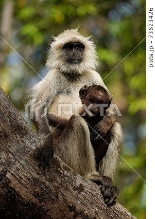 ハヌマンラングールの写真素材