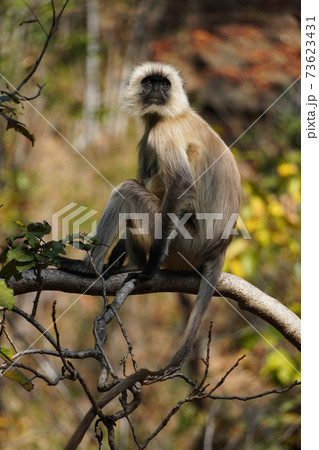 ハヌマンラングール ハヌマンラングール 73623431