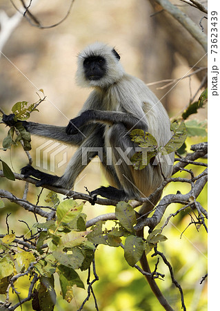 ハヌマンラングール 73623439