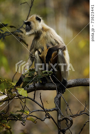 ハヌマンラングール 73623441