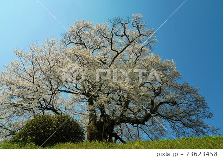 岡山県 醍醐桜 岡山県 醍醐桜 73623458
