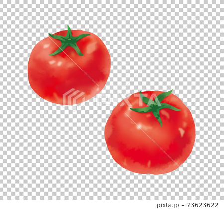 水彩タッチのリアルなトマトのイラストのイラスト素材