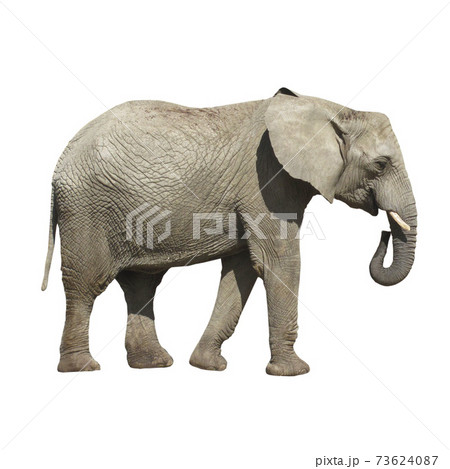 Big gray Elephant isolated on white background. 73624087