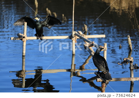 水辺で休む鳥 バードウォッチングの写真素材