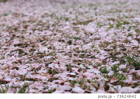 一面に広がる桜の花びらの絨毯 一面に広がる桜の花びらの絨毯 73624642