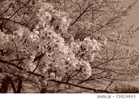 セピア色の桜の写真 73624643
