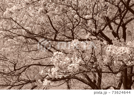 セピア色の桜の写真 セピア色の桜の写真 73624644