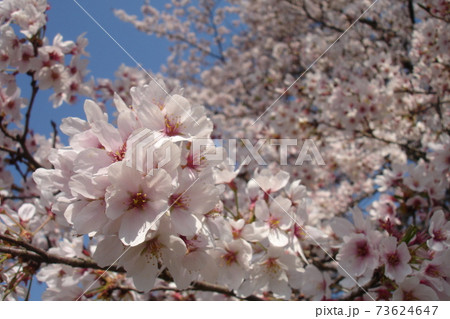 満開の桜のアップと背景にも満開の桜 満開の桜のアップと背景にも満開の桜 73624647