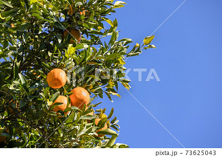 青空の中に育った瑞々しいみかん 73625043