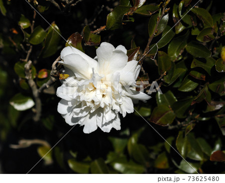 白く美しい椿の花 白く美しい椿の花 73625480