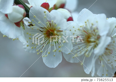 寒さに耐え気品よく咲く 73625513