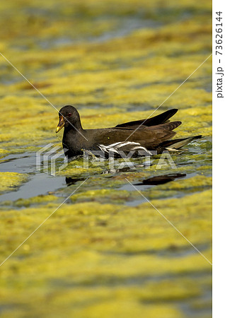 common moorhen or gallinula chloropus bird in wetland of keoladeo national park or bharatpur bird sanctuary rajasthan india 73626144