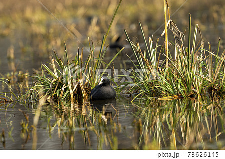 Eurasian coot or common coot or Australian coot or Fulica atra portrait at keoladeo national park or bharatpur bird sanctuary rajasthan india 73626145