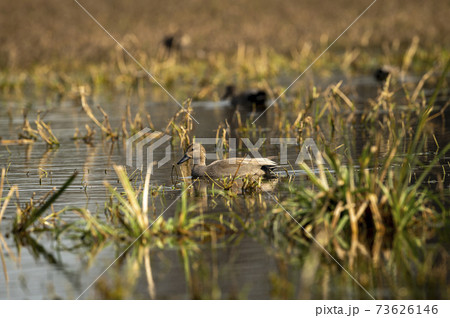 Gadwall or Mareca strepera in early morning light floating in shallow water at wetland of keoladeo national park or bharatpur bird sanctuary rajasthan india Gadwall or Mareca strepera in early morning light floating in shallow water at wetland of keoladeo national park or bharatpur bird sanctuary rajasthan india 73626146