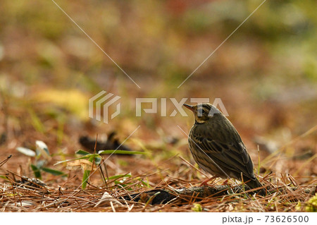 ビンズイ 73626500