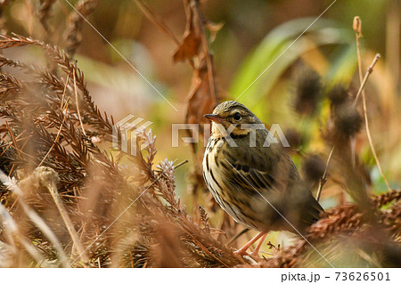 ビンズイ 73626501