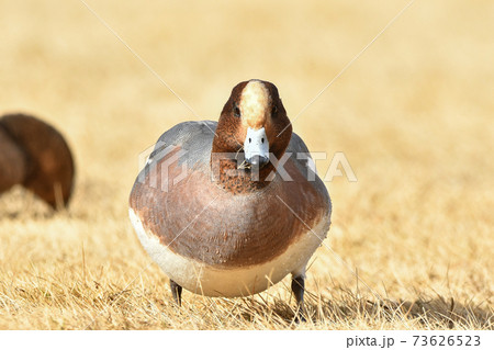 ヒドリガモ 73626523