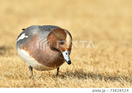 ヒドリガモ 73626524