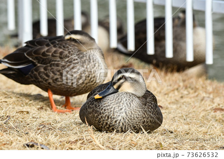 カルガモ 73626532