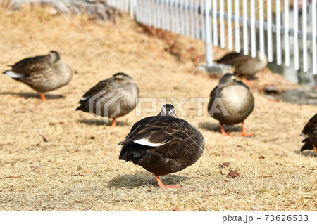 カルガモ 73626533