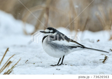 ハクセキレイ 73626563