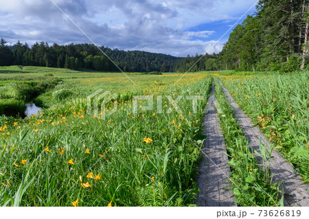 ニッコウキスゲの咲く大江湿原 73626819