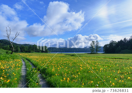 ニッコウキスゲの咲く大江湿原 73626831
