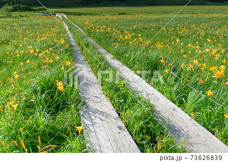 ニッコウキスゲの咲く大江湿原 73626839