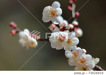 寒さに耐え気品よく咲く 73626919