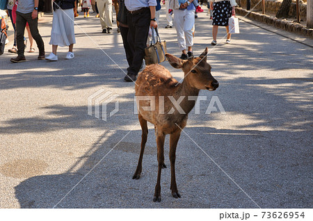 宮島の一匹の野生のシカ 宮島の一匹の野生のシカ 73626954