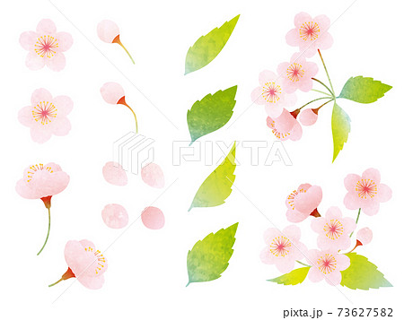 水彩風 いろんな桜と葉桜の素材イラストのイラスト素材