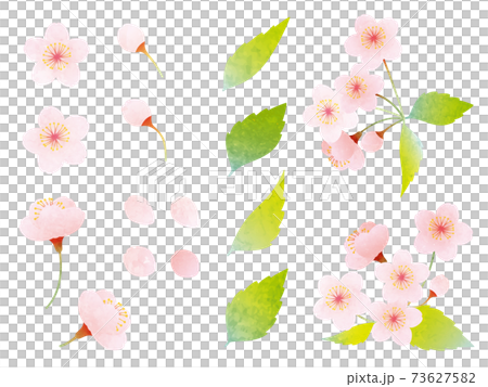 水彩風格的各種櫻花和葉櫻花的素材插圖 水彩風格的各種櫻花和葉櫻花的素材插圖 73627582