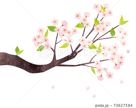 水彩風 葉桜の枝のイラストのイラスト素材