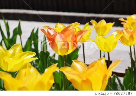 花びらの先が尖ったチューリップ 花びらの先が尖ったチューリップ 73627597
