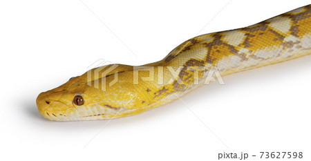 Reticulated python snake on white background Reticulated python snake on white background 73627598