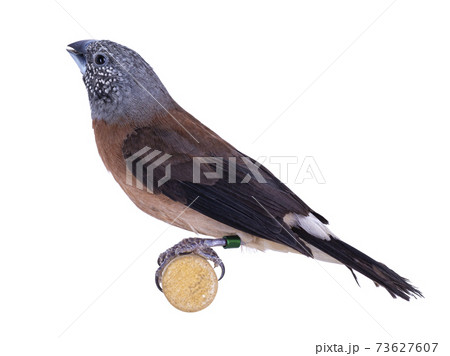 Grey-headed silverbill bird on white background Grey-headed silverbill bird on white background 73627607