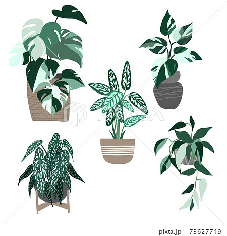 Set of five variegated house plants in pots 73627749