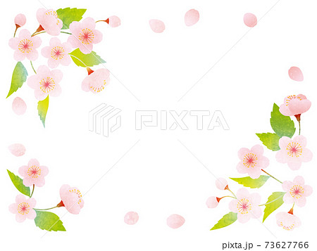 水彩風 葉桜の装飾イラストのイラスト素材