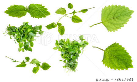 bundles, twig and leaves of fresh lemon balm plant 73627931