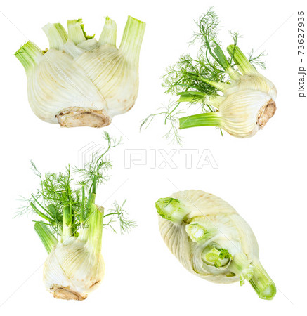 set of fresh florence fennel cut out on white 73627936