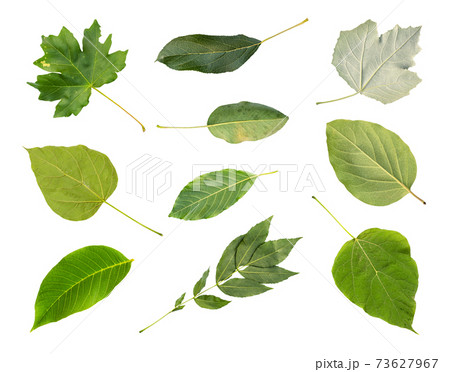 collection of various fresh green leaves of trees 73627967