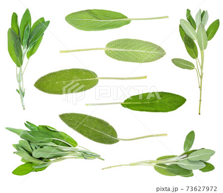 set from fresh sage (salvia officinalis) herbs cutout set from fresh sage (salvia officinalis) herbs cutout 73627972