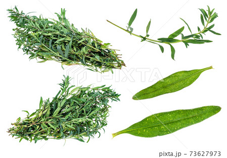 bunch of fresh hyssop (hyssopus) herb cutout 73627973