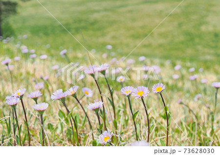 草原の春の花 アズマギク 日本固有種 の写真素材