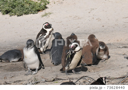 南アフリカ、ケープ半島、ボルダーズ・ビーチのケープ・ペンギン 73628440