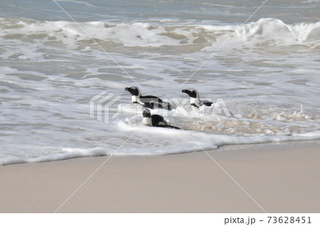 南アフリカ、ケープ半島、ボルダーズ・ビーチのケープ・ペンギン 73628451