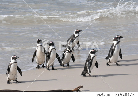 南アフリカ、ケープ半島、ボルダーズ・ビーチのケープ・ペンギン 73628477