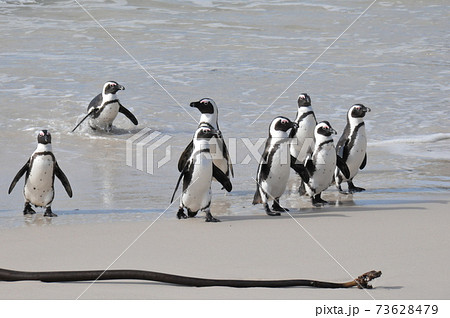 南アフリカ、ケープ半島、ボルダーズ・ビーチのケープ・ペンギン 73628479